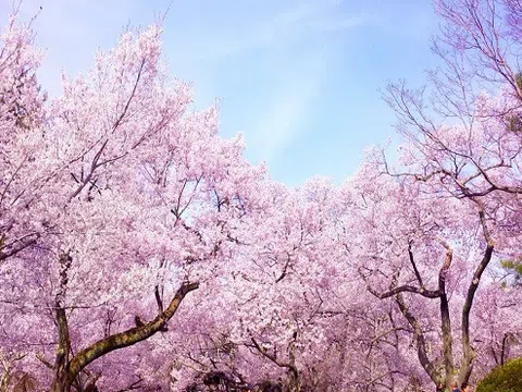 Loài hoa Sakura -`chứng nhân lịch sử` cho Nhật Bản trong suốt hàng thế kỉ