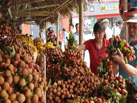 Vải, nhãn được mùa, lại lo khâu tiêu thụ