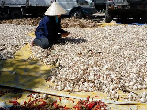 Không chỉ tỏi Lý Sơn, tỏi Phan Rang cũng có giá tới 200 nghìn/kg