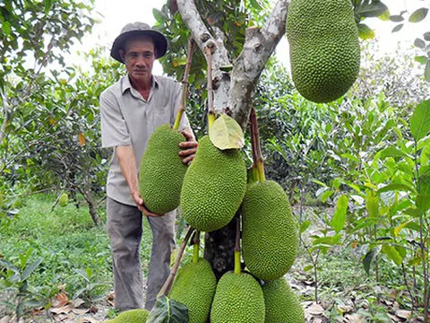 Sau cơn sốt 50.000đ/kg, giá mít Thái lại nhảy múa