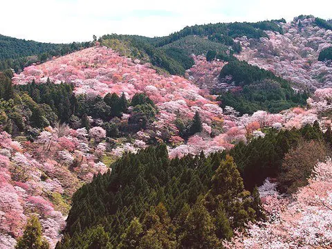 Khung cảnh tuyệt đẹp với hàng ngàn cây hoa anh đào Yoshino (Nhật Bản)