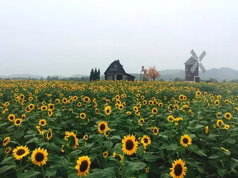 Mê mẩn với vẻ đẹp của cánh đồng hoa hướng dương nở rộ ở Bắc Giang