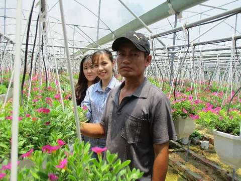 Đà Nẵng: Trồng hoa dạ yến thảo, lãi 1 triệu đồng/ngày