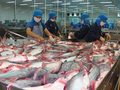 Giá cá tra tăng kỷ lục, doanh nghiệp lo khó cạnh tranh