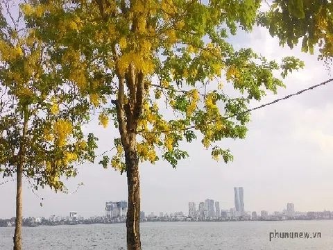 Hồ Tây: Rực rỡ sắc vàng của Quốc hoa Thái Lan