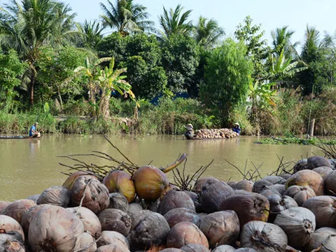 Giá dừa khô xuống thấp nhất trong 10 năm qua