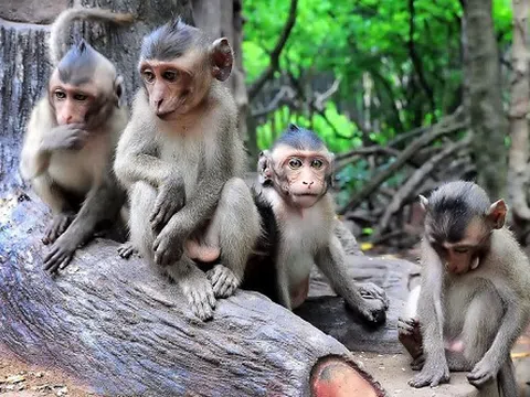 Đảo khỉ đuôi dài hút khách ở Thái Lan
