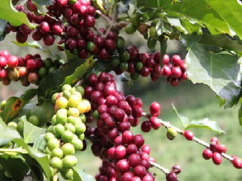 Giá cà phê sụt giảm khi ICO báo cáo xuất khẩu cà phê toàn cầu tăng