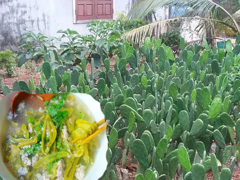 Có một vùng đất ở Việt Nam quanh năm ăn canh xương rồng khiến dân tình ngạc nhiên