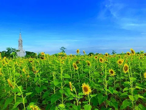 Cánh đồng hoa hướng dương ở Thái Bình hút khách những ngày đầu hè