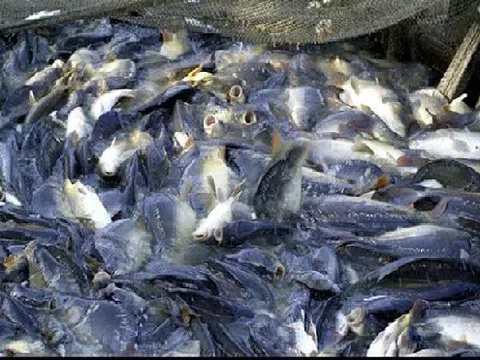Giá cá tra giống giảm mạnh, cá nguyên liệu giữ giá