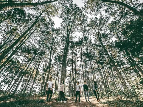 Trải nghiệm đầy hứng khởi ở rừng thông bản Áng - Đà Lạt thu nhỏ tại Sơn La