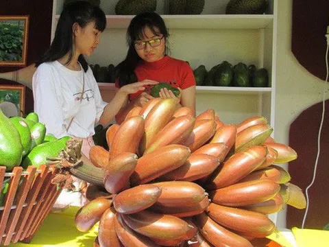 Thực hư về loại chuối đỏ 300.000 đồng/kg