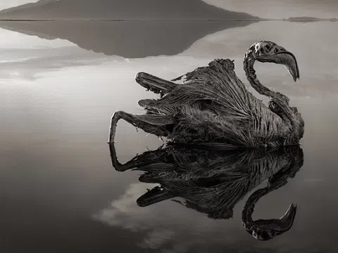 Khám phá hồ Natron, điểm du lịch `chết chóc` nơi khiến mọi động vật đều hóa đá