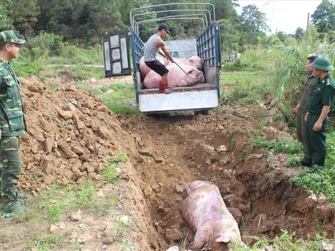 Giá lợn hơi `chọc thủng` ngưỡng 51.000đ/kg, lợn Trung Quốc `tràn` vào Việt Nam
