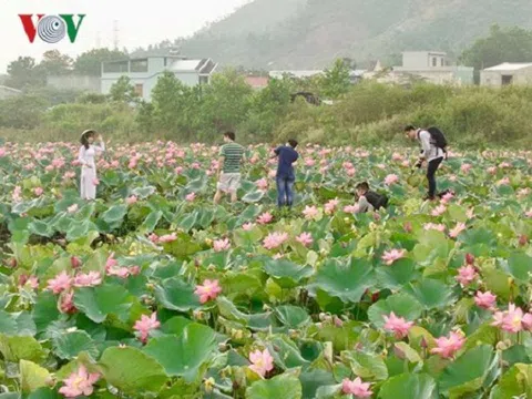 “Hái” ra tiền nhờ trồng sen