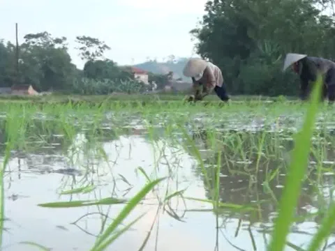 Mẹo tránh nắng nóng của nông dân Bắc Giang