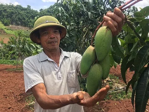 Bỏ nghề mộc về trồng xoài Đài Loan, lãi 120 triệu mỗi năm