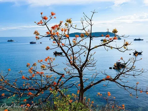 Đến Cù Lao Chàm ngắm hoa ngô đồng nhuộm đỏ đảo xanh