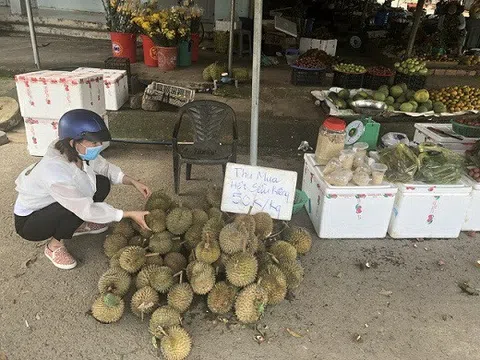 Hạt sầu riêng giá cao hơn quả tại Lâm Đồng