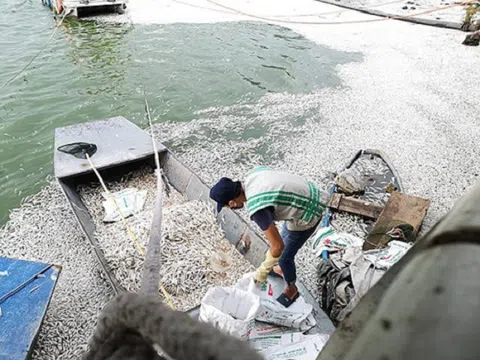 25 tấn cá chết ở Hồ Tây, cơ quan chức năng Hà Nội nói gì?