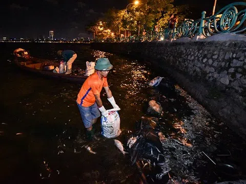 Hàng trăm công nhân trắng đêm vớt xác cá hồ Tây