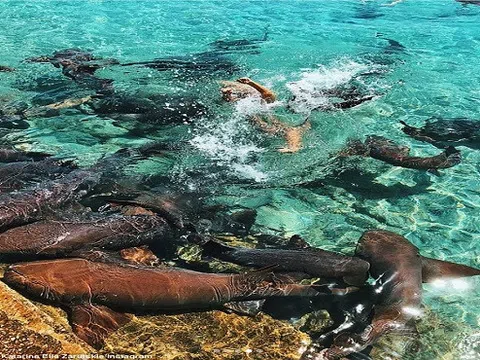Bị cá mập cắn, nữ du khách nhanh trí làm cách này để giữ mạng sống