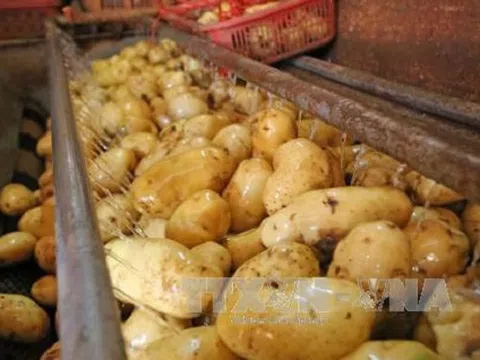 60% khoai tây chế biến tại Việt Nam phải nhập khẩu