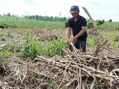 Đắk Lắk: Nhà máy “thất hứa”, nông dân khóc ròng nhìn mía khô héo