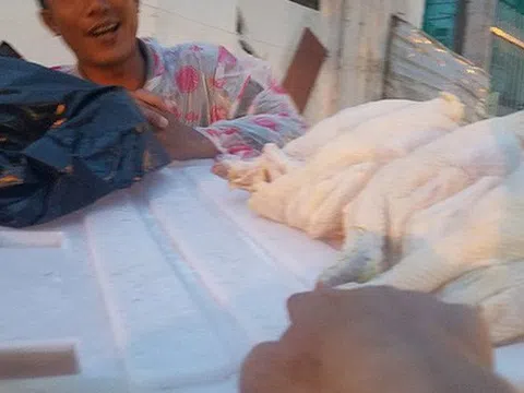“Giải mã” gà không đầu siêu rẻ tại Việt Nam