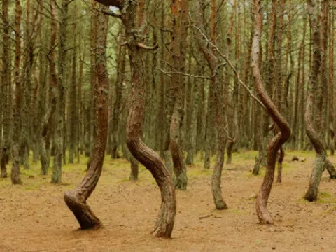 Những cây thông `nhảy múa` trong rừng Nga
