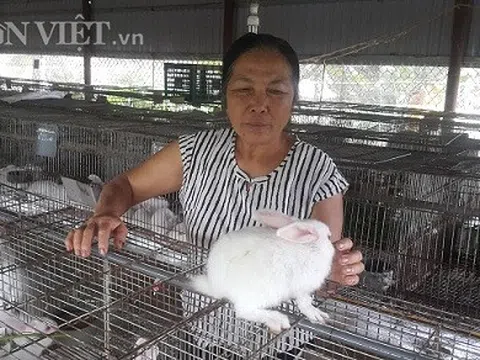 Làm giàu ở nông thôn: Nuôi 600 con thỏ, bỏ túi đều 10 triệu đồng/tháng