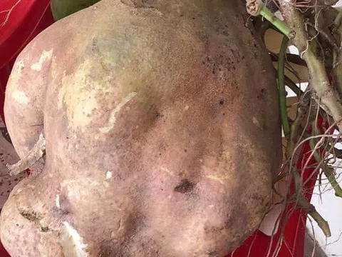 Củ khoai lang “khủng” nặng gần 9kg ở Vĩnh Long