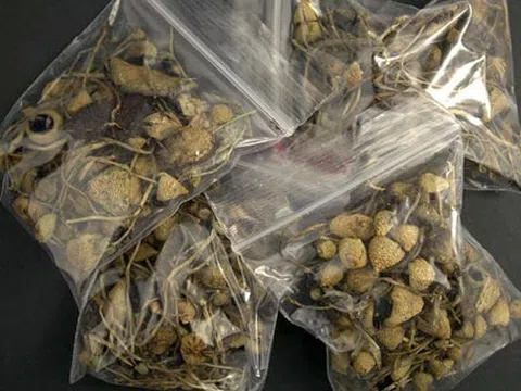 “Nấm thần”, loại ma túy cực độc xuất hiện tại Việt Nam