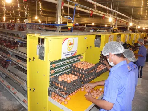 \'Bà trùm\' trứng gia cầm tố quỹ đầu tư chiếm công ty