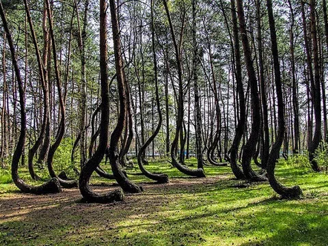 Khám phá bí ẩn về khu rừng có hàng trăm gốc cây bị uốn cong một cách khó hiểu