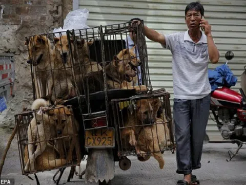 Người dân nước Anh tha thiết kêu gọi Thủ tướng ban lệnh cấm ăn thịt chó