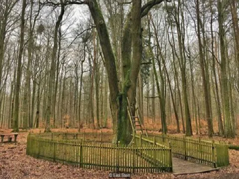 Cây sồi trong rừng ở Đức \'mai mối\' cho 100 đôi uyên ương