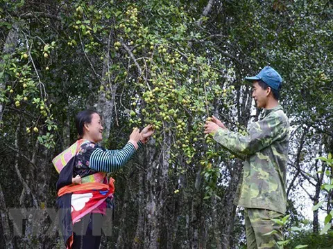 Trải nghiệm mùa táo mèo trên đỉnh đèo Pha Đin