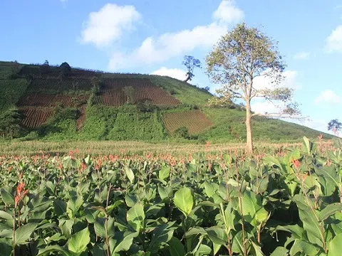 Chiêm ngưỡng vẻ đẹp của cánh đồng hoa dong riềng dưới chân núi Gia Lai