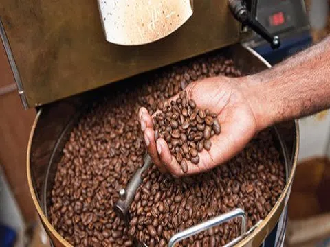Giá cà phê hôm nay 3/9: Xuống dưới 33 nghìn đồng/kg