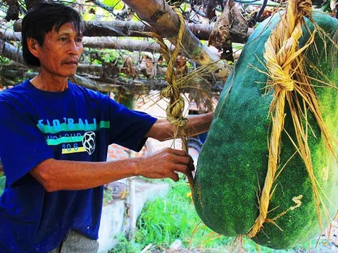 Bí đao `khổng lồ` 100kg/quả ở làng trồng nếp đặc sản và những điều ít ai biết