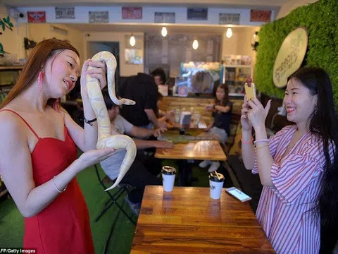Check-in quán cà phê cảm giác mạnh: Chơi cùng rắn, bọ cạp và cự đà