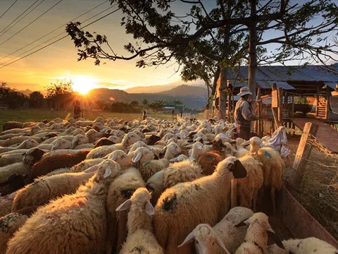 Kiếm tìm và trải nghiệm những giấc mộng du mục trên đồng cừu An Hòa