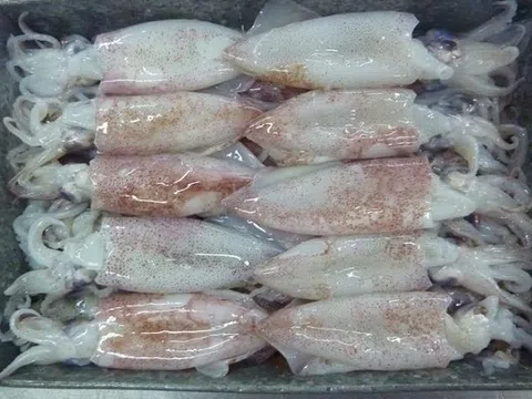 Thái Bình: Bắt giữ hơn 1 tấn cá mực đông lạnh không rõ nguồn gốc