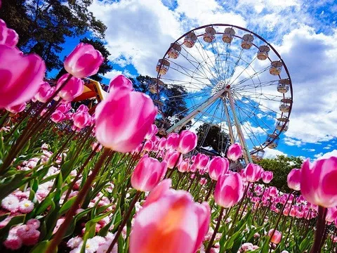 Đắm chìm trong `thiên đường hoa cỏ` đẹp quên lối về ở lễ hội Floriade, Australia