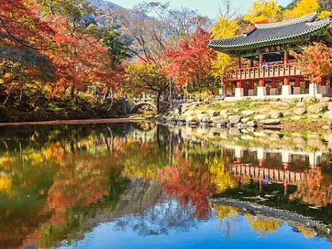 Du lịch Hàn Quốc mùa thu nhất định phải đến Naejangsan ngắm lá phong vàng