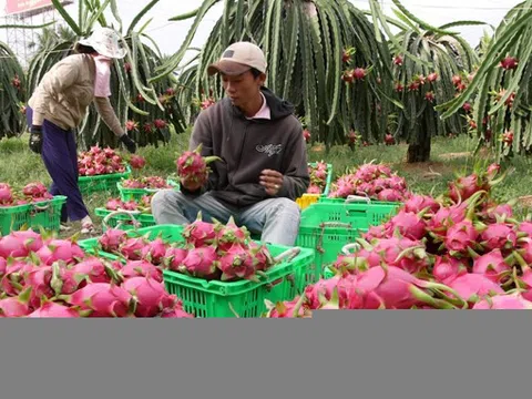 Thanh long rớt giá thảm hại, 3 triệu đồng/3 tấn thương lái vẫn không mua