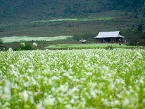 Thấy gió lạnh đầu mùa lại háo hức ngắm sắc hoa cải Mộc Châu
