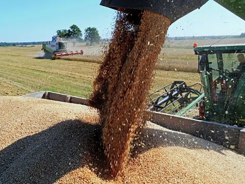 Phát hiện 1,6 triệu tấn lúa mì nhập khẩu vào Việt Nam nhiễm cỏ kế đồng nguy hiểm